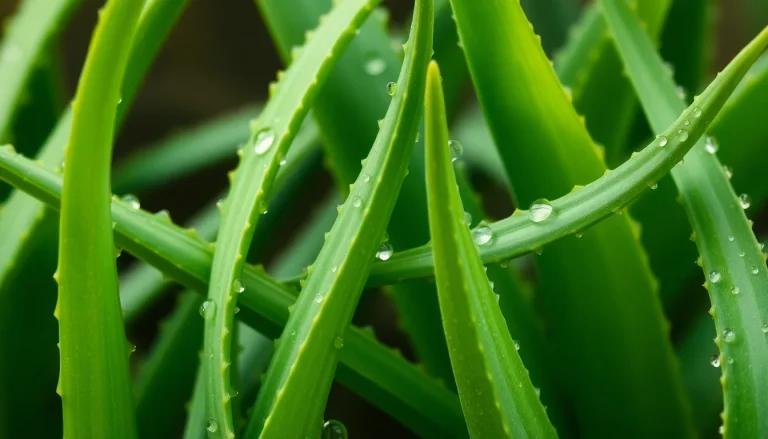 Aloe extract (CAS 8001-97-6) — Green Top Note Fragrance Ingredient