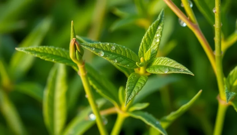 Arnica absolute, Mexicana (CAS 90045-70-8) — Green Heart to base Note Fragrance Ingredient