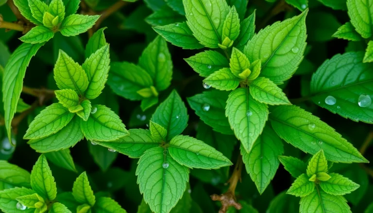 Buxus sempervirens absolute (CAS 84012-17-9) — Green Heart to base Note Fragrance Ingredient