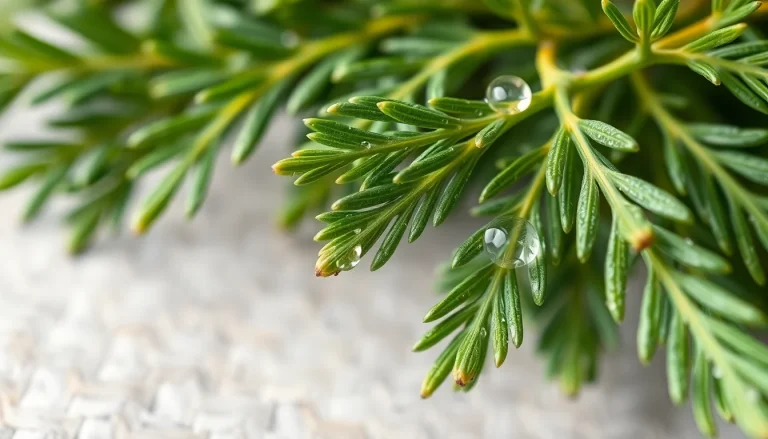 Cedar leaf oil (CAS 8007-20-3) — Green Top to middle Note Fragrance Ingredient
