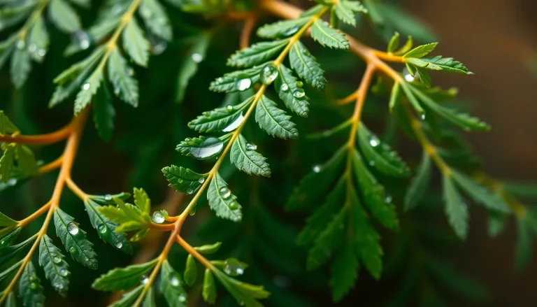 Cedar leaf oil, China (CAS 91770-83-1) — Green Middle Note Fragrance Ingredient