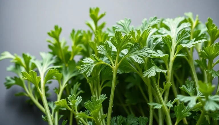 Celery seed absolute (CAS 8015-90-5) — Green Middle Note Fragrance Ingredient