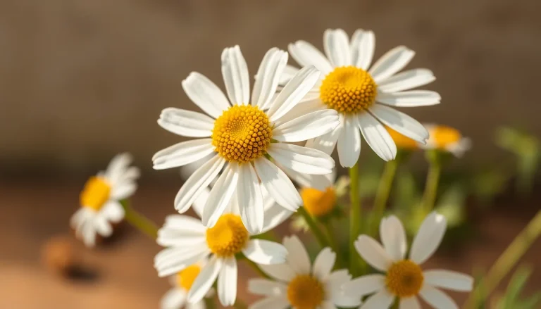 Chamomile flower absolute, Roman (CAS 8015-92-7) — Sweet Heart Note Fragrance Ingredient