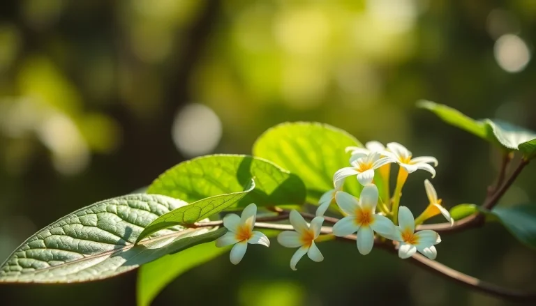 Champaca leaf oil, low methyeugenol (CAS 92457-18-6) — Floral Middle to base Note Fragrance Ingredient
