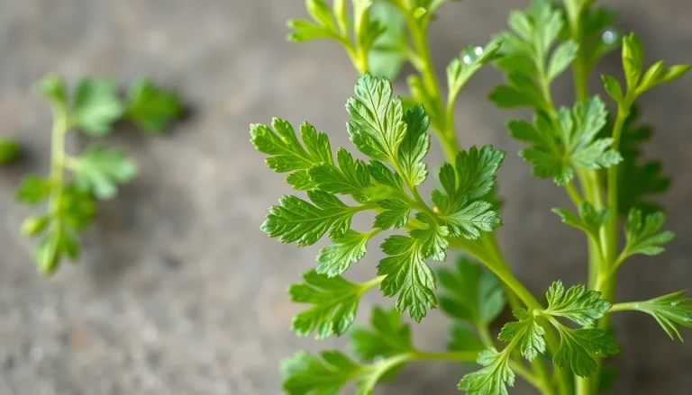 Coriander herb oil (CAS 8008-52-4) — Green Top Note Fragrance Ingredient