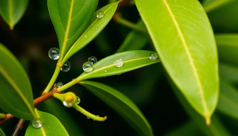 Eucalyptus globulus absolute (CAS 97926-40-4) — Green Top-middle Note Fragrance Ingredient