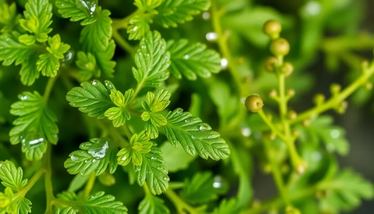 Galbanum Oil (CAS 8023-91-4) — Green Top Note Fragrance Ingredient