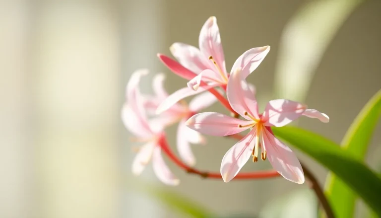 Hedychium absolute (CAS 1902936-65-5) — Floral Heart Note Fragrance Ingredient