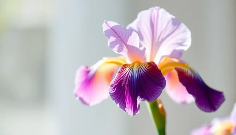 Iris germanica oil (butter) (CAS 85085-39-8) — Floral Heart to base Note Fragrance Ingredient