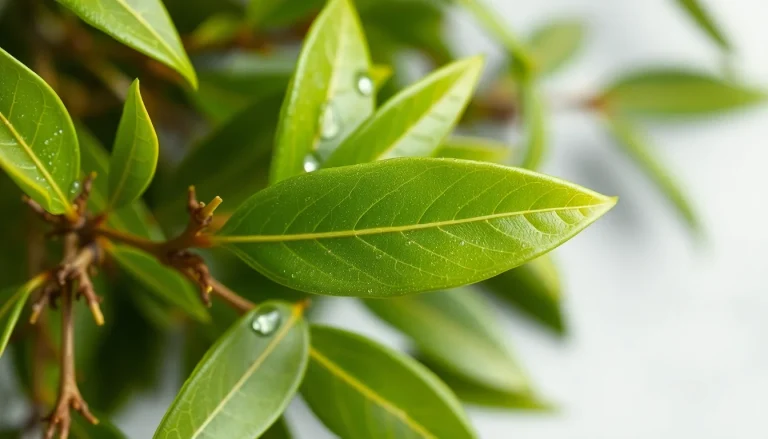 Laurel leaf absolute (CAS 8007-48-5) — Green Middle Note Fragrance Ingredient