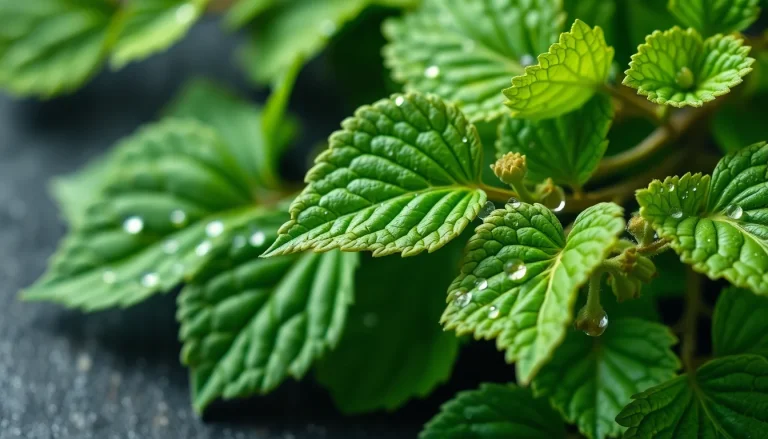 Lovage leaf oil (CAS 8016-31-7) — Green Top to Heart Note Fragrance Ingredient