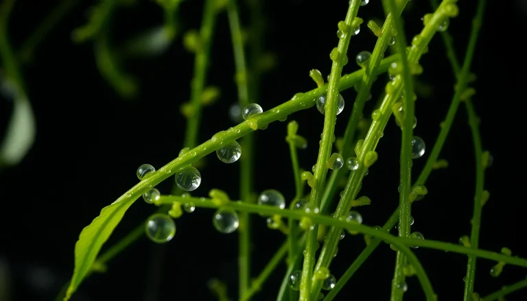 Macrocystis algae resinoid (CAS 1207666-22-5) — Green Middle to base Note Fragrance Ingredient