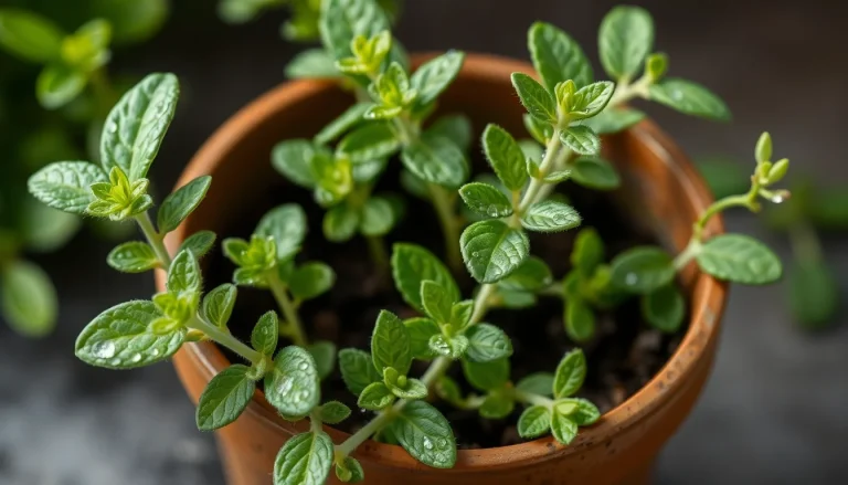 Marjoram, pot, oil (CAS 336185-21-8) — Green Middle Note Fragrance Ingredient