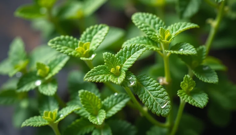 Mentha arvensis oil (CAS 68917-18-0) — Green Top Note Fragrance Ingredient