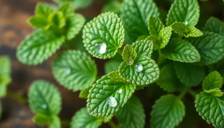 Mentha arvensis oil, terpeneless (CAS 68917-14-6) — Green Top Note Fragrance Ingredient