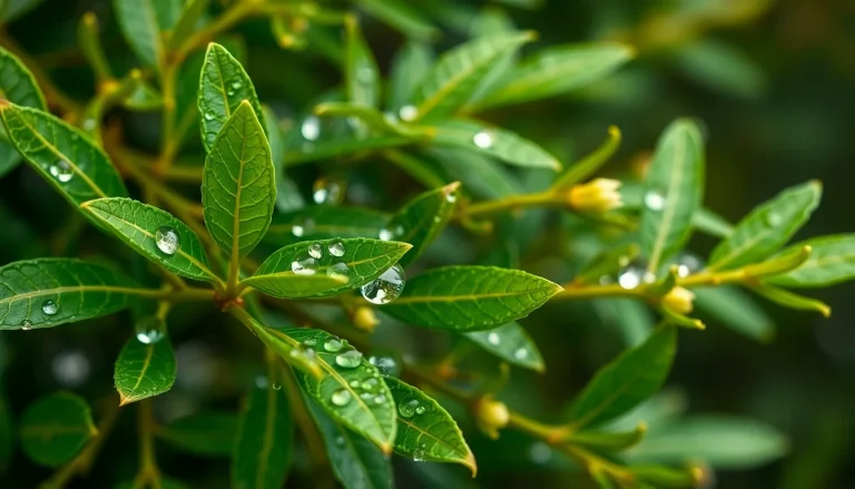 Myrtle oil (CAS 8008-46-6) — Green Top to middle Note Fragrance Ingredient