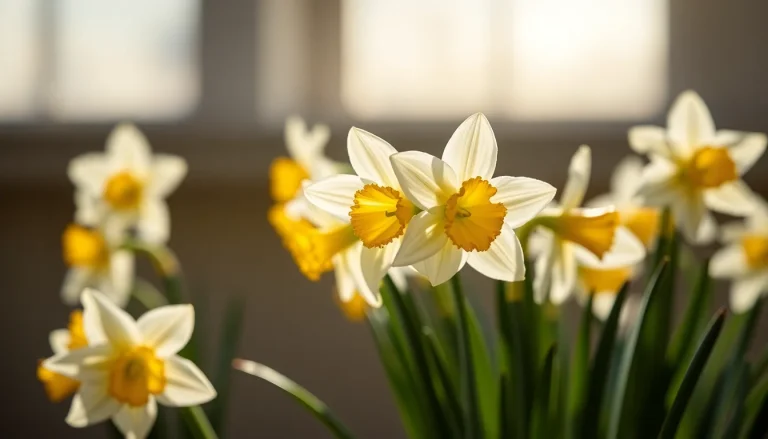 Narcissus jonquilla absolute (CAS 8023-75-4) — Floral Heart to base Note Fragrance Ingredient