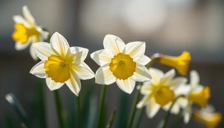 Narcissus poeticus absolute (CAS 68917-12-4) — Floral Heart Note Fragrance Ingredient