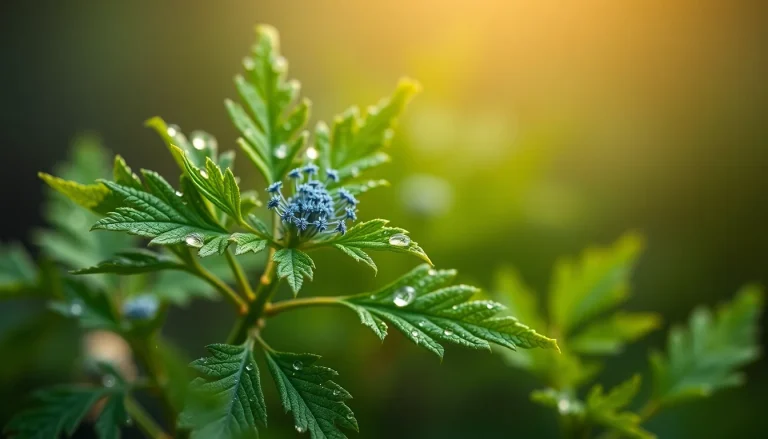 Nigella Damascena CO2 extract (CAS 73507-35-4) — Green Heart to base Note Fragrance Ingredient