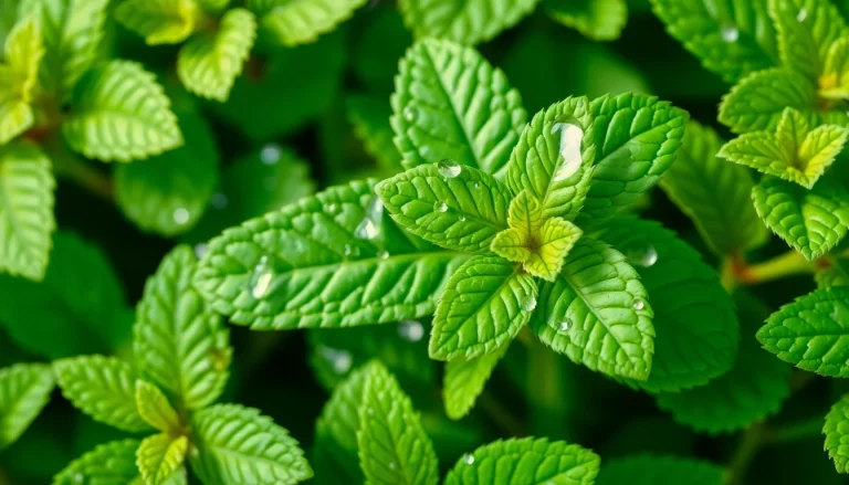 Peppermint oil, terpenes (CAS 68608-37-7) — Green Top Note Fragrance Ingredient