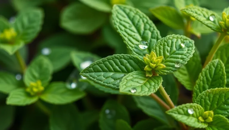 Peppermint oils, reaction products with hydrogen sulfide (CAS 68606-96-2) — Green Variable Note Fragrance Ingredient