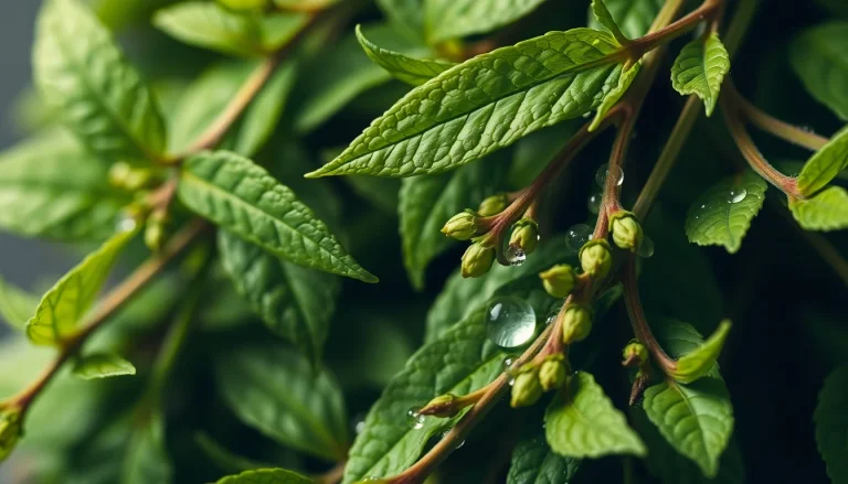 Persicaria odorata oil (CAS 444085-42-1) — Green Top to middle Note Fragrance Ingredient