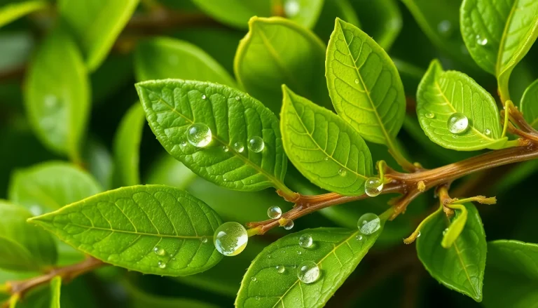 Petitgrain lemon oil (CAS 8048-51-9) — Green Top to middle Note Fragrance Ingredient