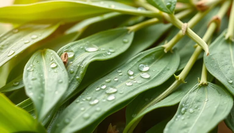 Soybean oil methyl ester (CAS 67784-80-9) — Green Base Note Fragrance Ingredient