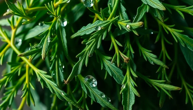 Tarragon absolute (CAS 8016-88-4) — Green Top to middle Note Fragrance Ingredient