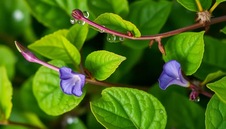 Violet Leaf Absolute (CAS 8024-08-06) — Green Heart Note Fragrance Ingredient