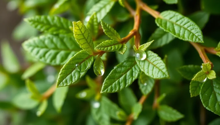 Wintergreen oil (CAS 68917-75-9) — Sweet Top to middle Note Fragrance Ingredient