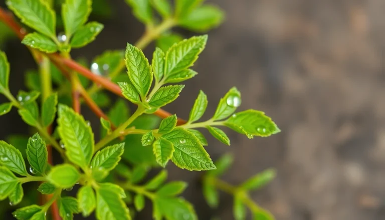 Wormwood oil, terpeneless (CAS 73138-77-9) — Green Middle Note Fragrance Ingredient